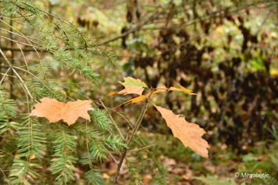 DSC_6785 Herbertusbossen Heeze 2017