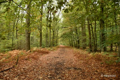 DSC_6787 Herbertusbossen Heeze 2017