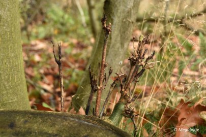 DSC_6792 Herbertusbossen Heeze 2017