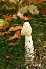 DSC_6796 Herbertusbossen Heeze 2017