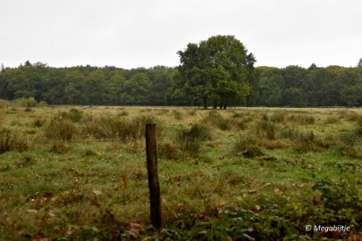 DSC_6800 Herbertusbossen Heeze 2017