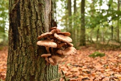 DSC_6801 Herbertusbossen Heeze 2017