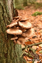 bd_DSC_6803 Herbertusbossen Heeze 2017