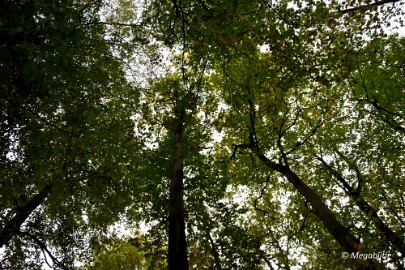 DSC_6805 Herbertusbossen Heeze 2017