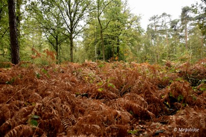 DSC_6806 Herbertusbossen Heeze 2017