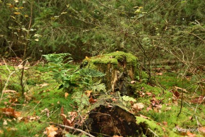 DSC_6807 Herbertusbossen Heeze 2017