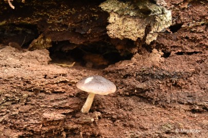 DSC_6819 Herbertusbossen Heeze 2017