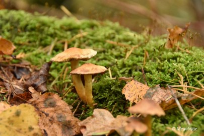 DSC_6822 Herbertusbossen Heeze 2017