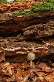 DSC_6826_2 Herbertusbossen Heeze 2017