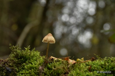 DSC_6829_2 Herbertusbossen Heeze 2017