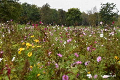 DSC_6831 Herbertusbossen Heeze 2017