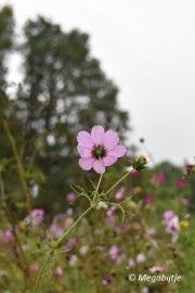 DSC_6836 Herbertusbossen Heeze 2017