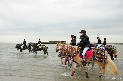 DSC_8170 Strao Serookskerke 2017