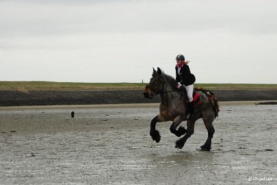 DSC_8232 Strao Serookskerke 2017