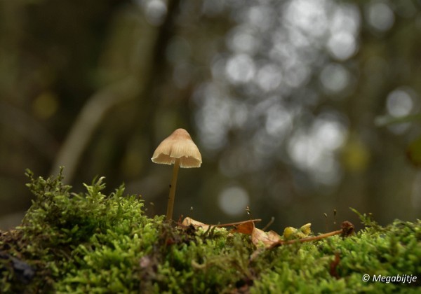 Herbertusbossen Heeze 2017