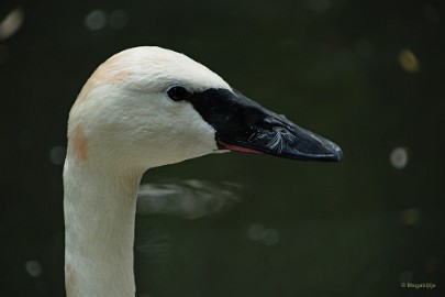 DSC_9474 Kasteelpark Born