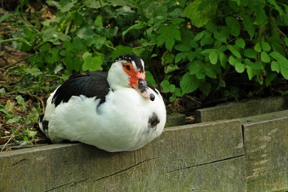 DSC_9480 Kasteelpark Born