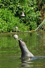 DSC_0081 Dierenrijk juli 2018