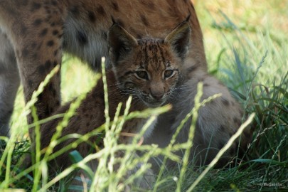 DSC_0120 Dierenrijk juli 2018