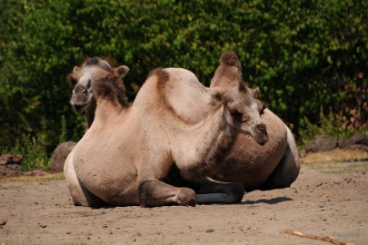 DSC_0142 Dierenrijk juli 2018