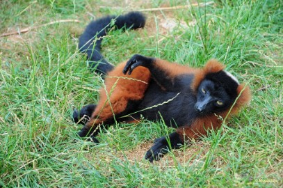 DSC_9850 Dierenrijk juli 2018