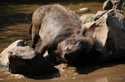 DSC_9910 Dierenrijk juli 2018