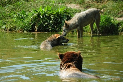 DSC_9958 Dierenrijk juli 2018