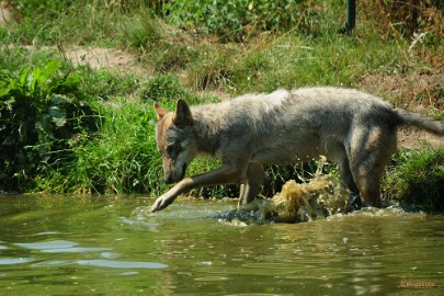 DSC_9983 Dierenrijk juli 2018