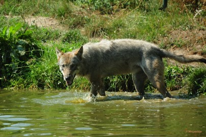 DSC_9987 Dierenrijk juli 2018