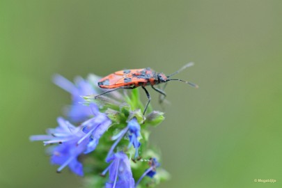 DSC_1234 Immenhof 2018