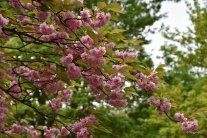 DSC_8879 Japanse Tuinen 2018