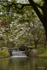 DSC_8925 Japanse Tuinen 2018