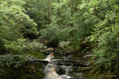 DSC_0397 La Hoegne Ardennen