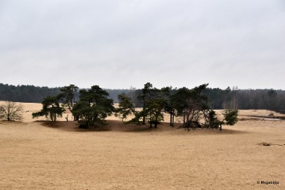 DSC_8134 Loonse en Drunense duinen 2018