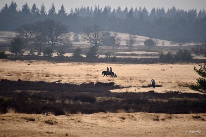 DSC_8138 Loonse en Drunense duinen 2018