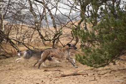 DSC_8174 Loonse en Drunense duinen 2018