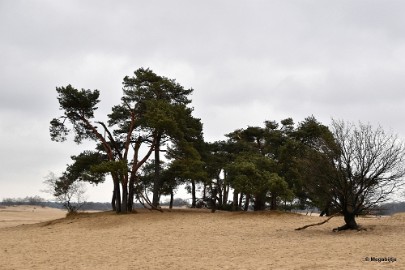 DSC_8177 Loonse en Drunense duinen 2018