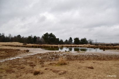 DSC_8202 Loonse en Drunense duinen 2018