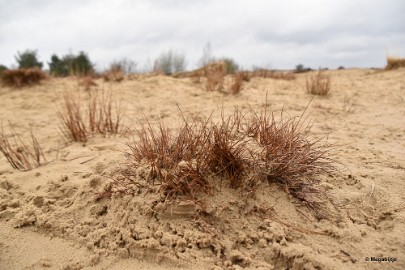 DSC_8209 Loonse en Drunense duinen 2018