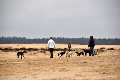 DSC_8210 Loonse en Drunense duinen 2018