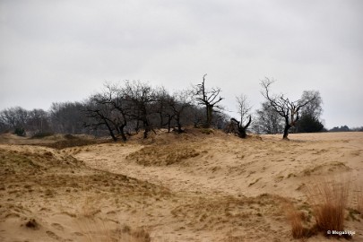 DSC_8217 Loonse en Drunense duinen 2018