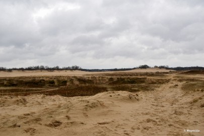 DSC_8222 Loonse en Drunense duinen 2018