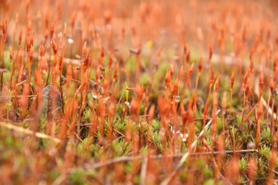 bdDSC_8229 Loonse en Drunense duinen 2018