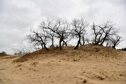 DSC_8232 Loonse en Drunense duinen 2018