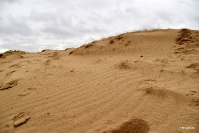 DSC_8235 Loonse en Drunense duinen 2018