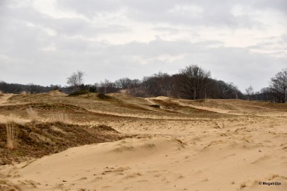 DSC_8241 Loonse en Drunense duinen 2018