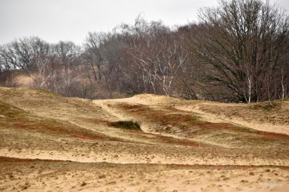 DSC_8242 Loonse en Drunense duinen 2018