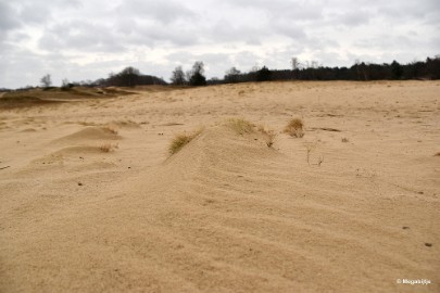 DSC_8246 Loonse en Drunense duinen 2018