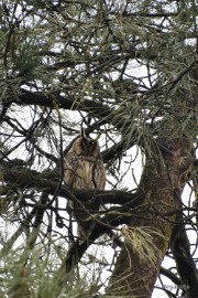 uil Loonse en Drunense duinen 2018