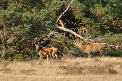 aDSC_1311 De Veluwe